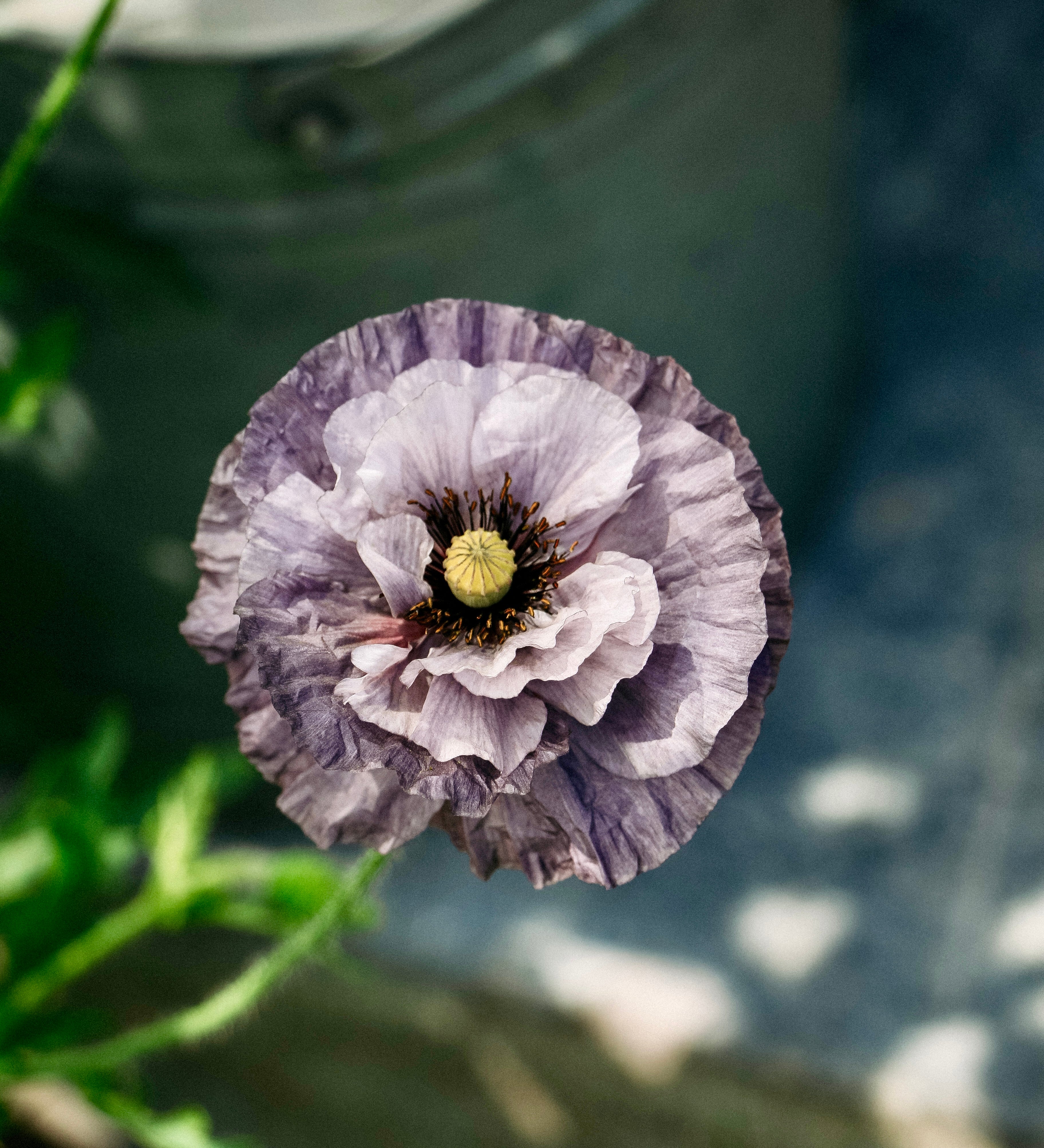 Papaver rhoeas 'Amazing Grey'-Angelo