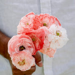 Papaver rhoeas 'falling in love'-Angelo