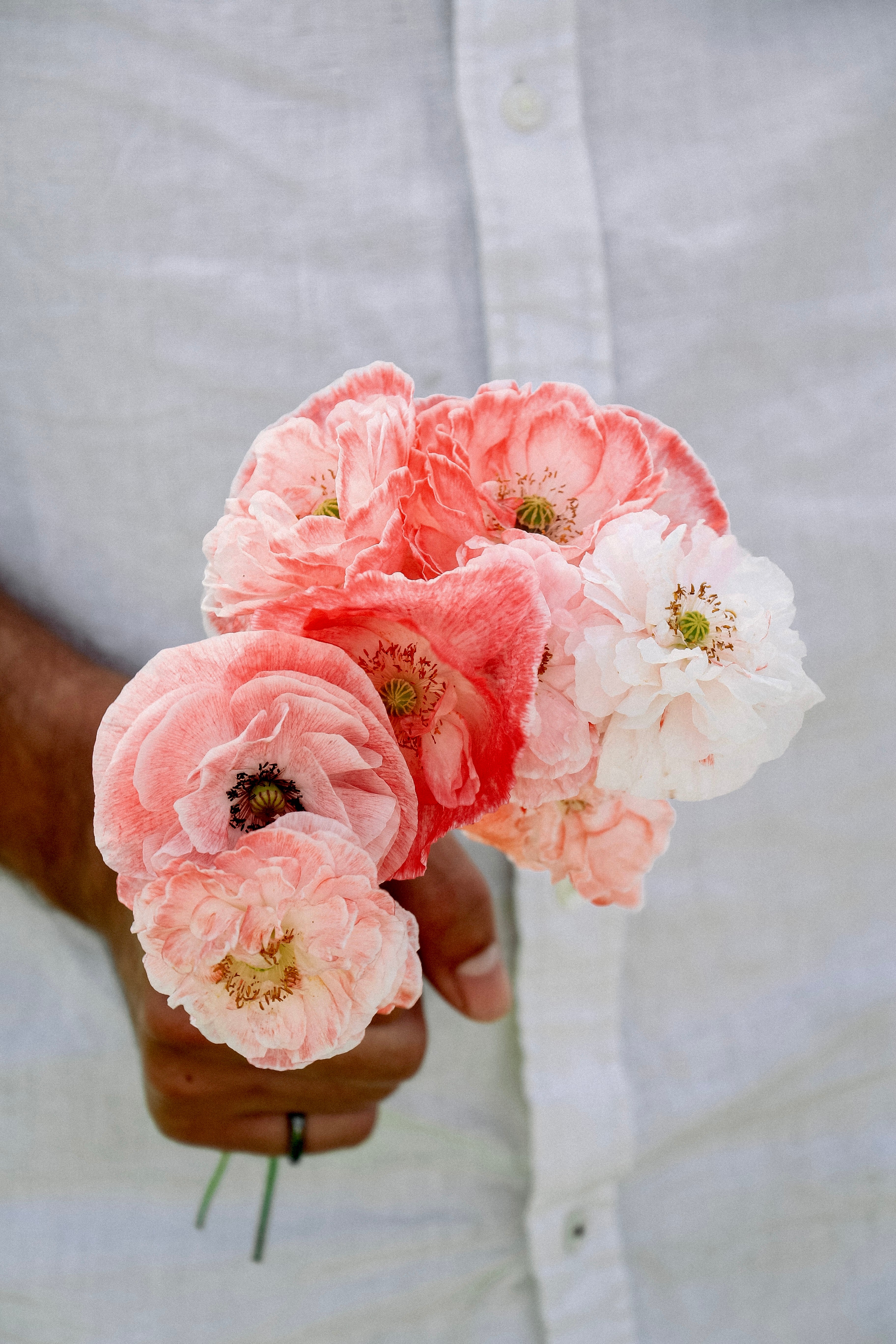Papaver rhoeas 'falling in love'-Angelo