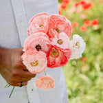 Papaver rhoeas 'falling in love'-Angelo