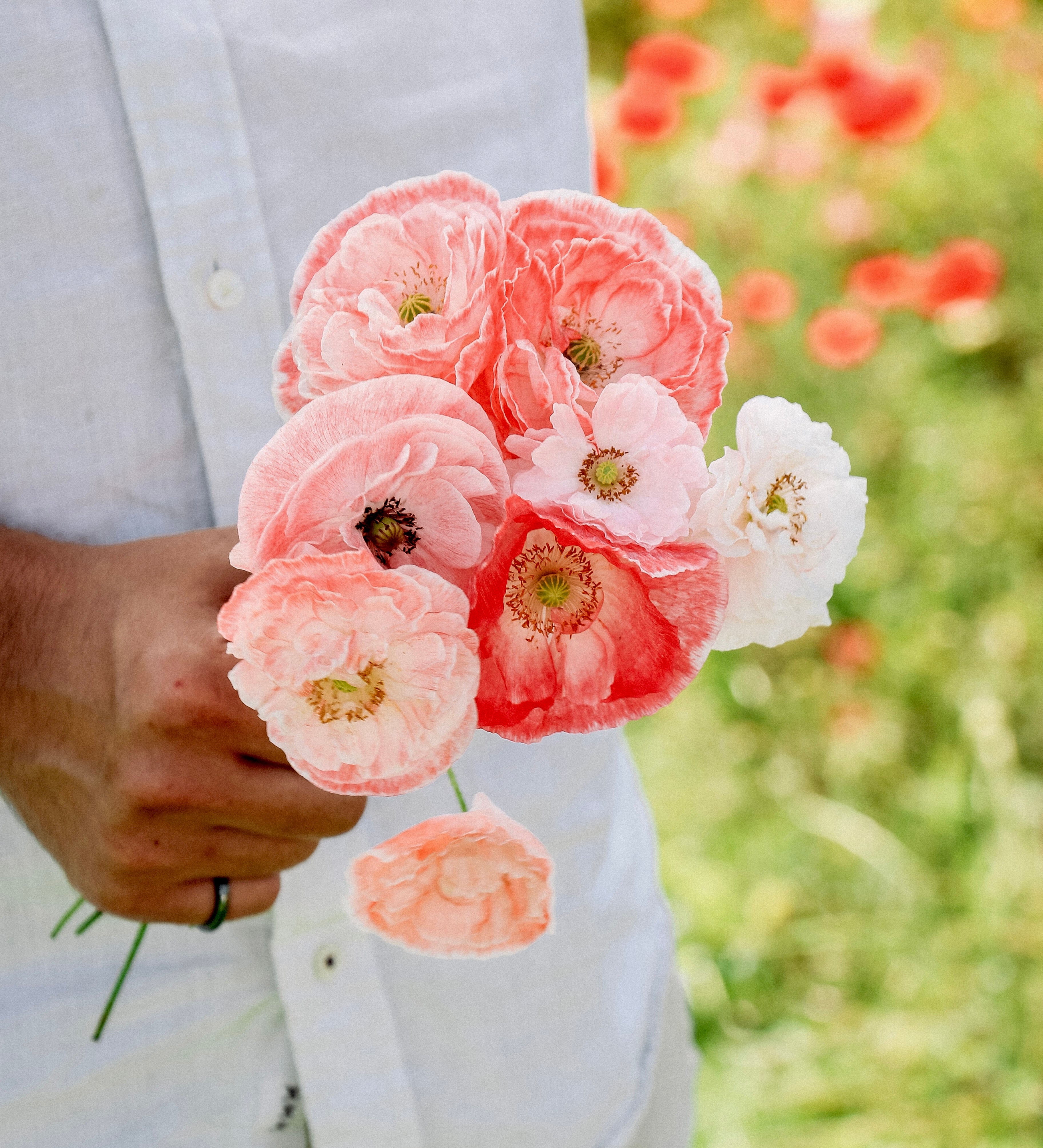 Papaver rhoeas 'falling in love'-Angelo