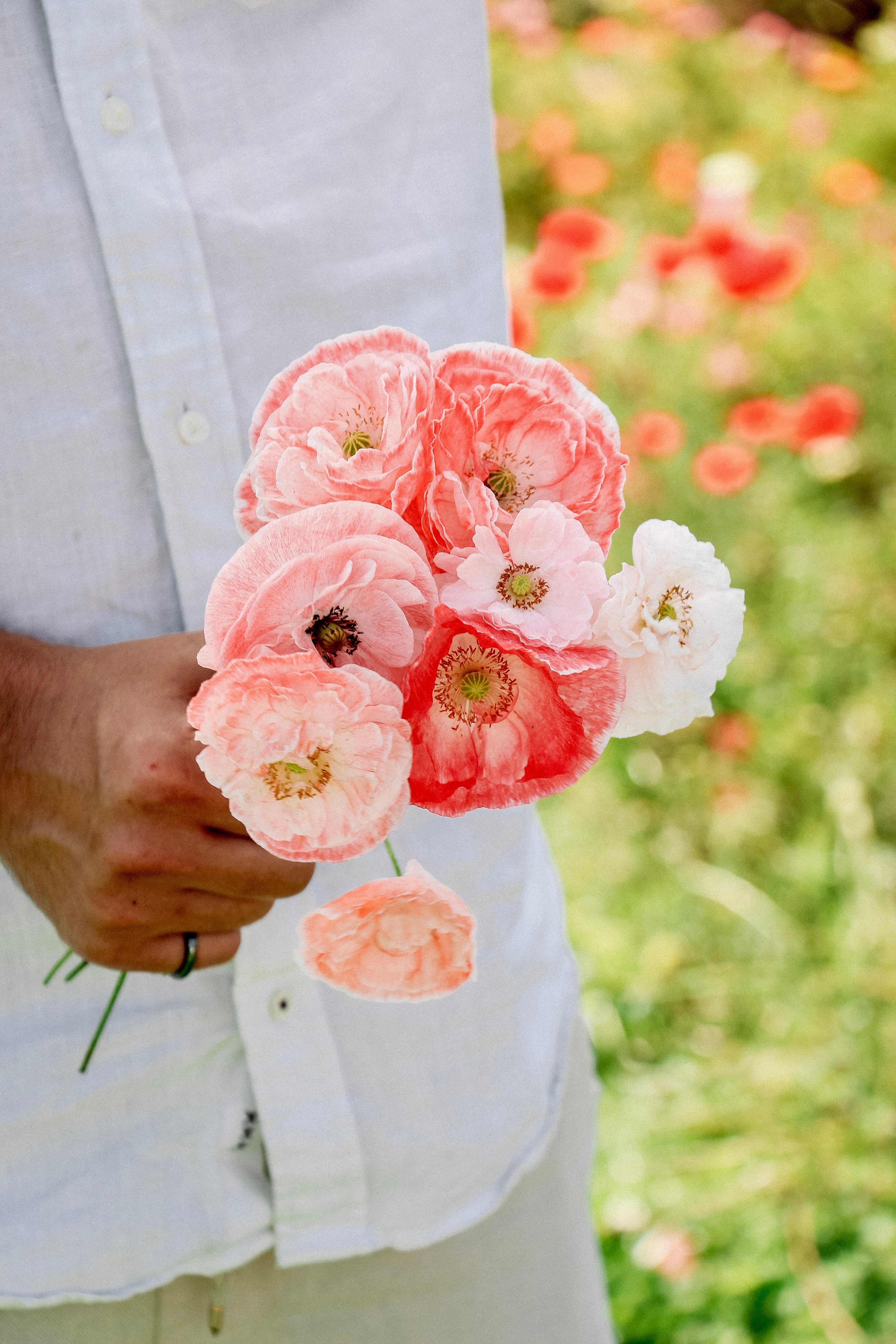 Papaver rhoeas 'falling in love'-Angelo
