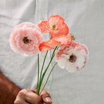 Papaver rhoeas 'mother of pearl'-Angelo