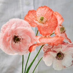 Papaver rhoeas 'mother of pearl'-Angelo