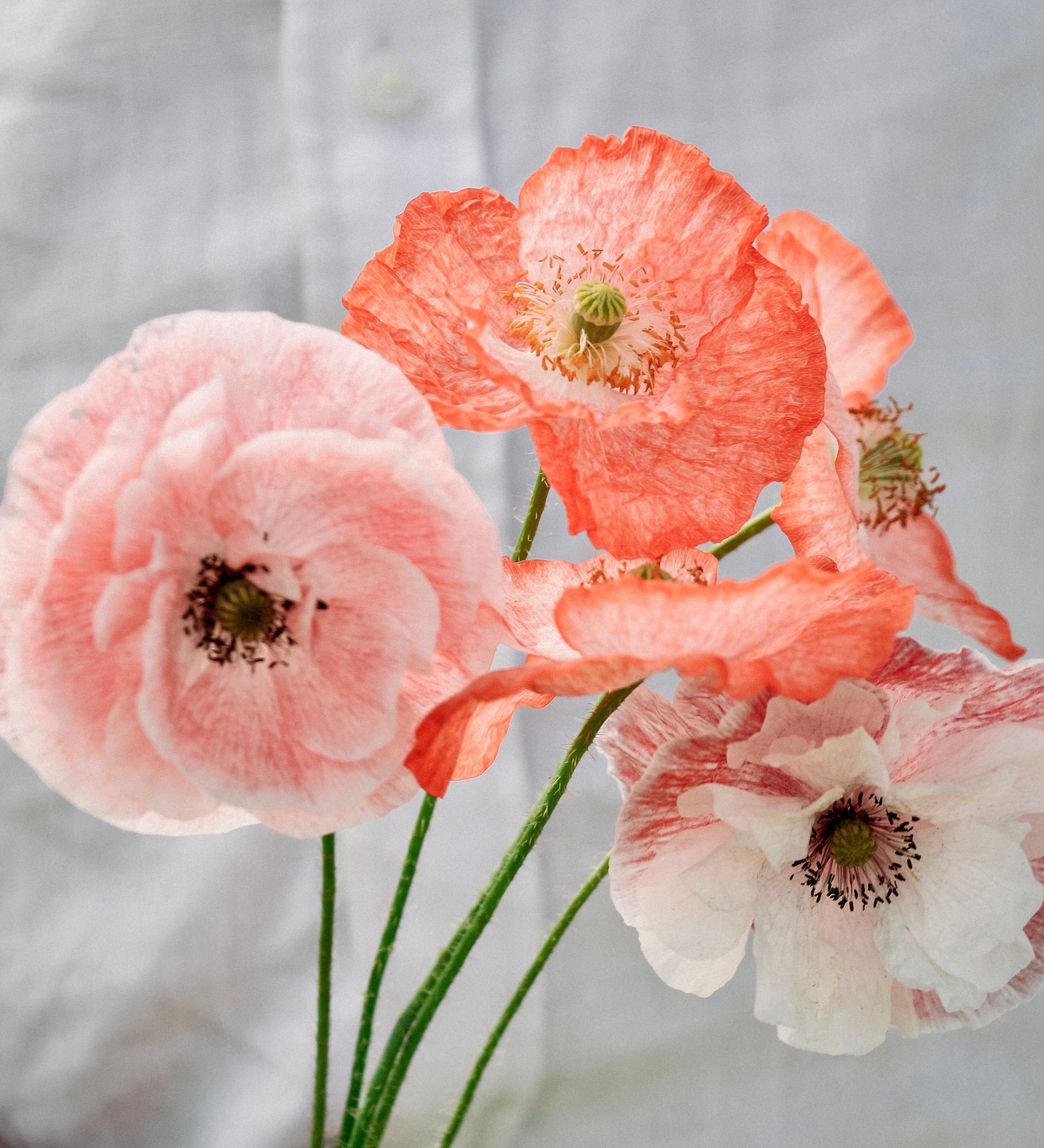 Papaver rhoeas 'mother of pearl'-Angelo