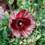 Papaver rhoeas 'pandora'-Angelo