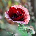 Papaver rhoeas 'pandora'-Angelo