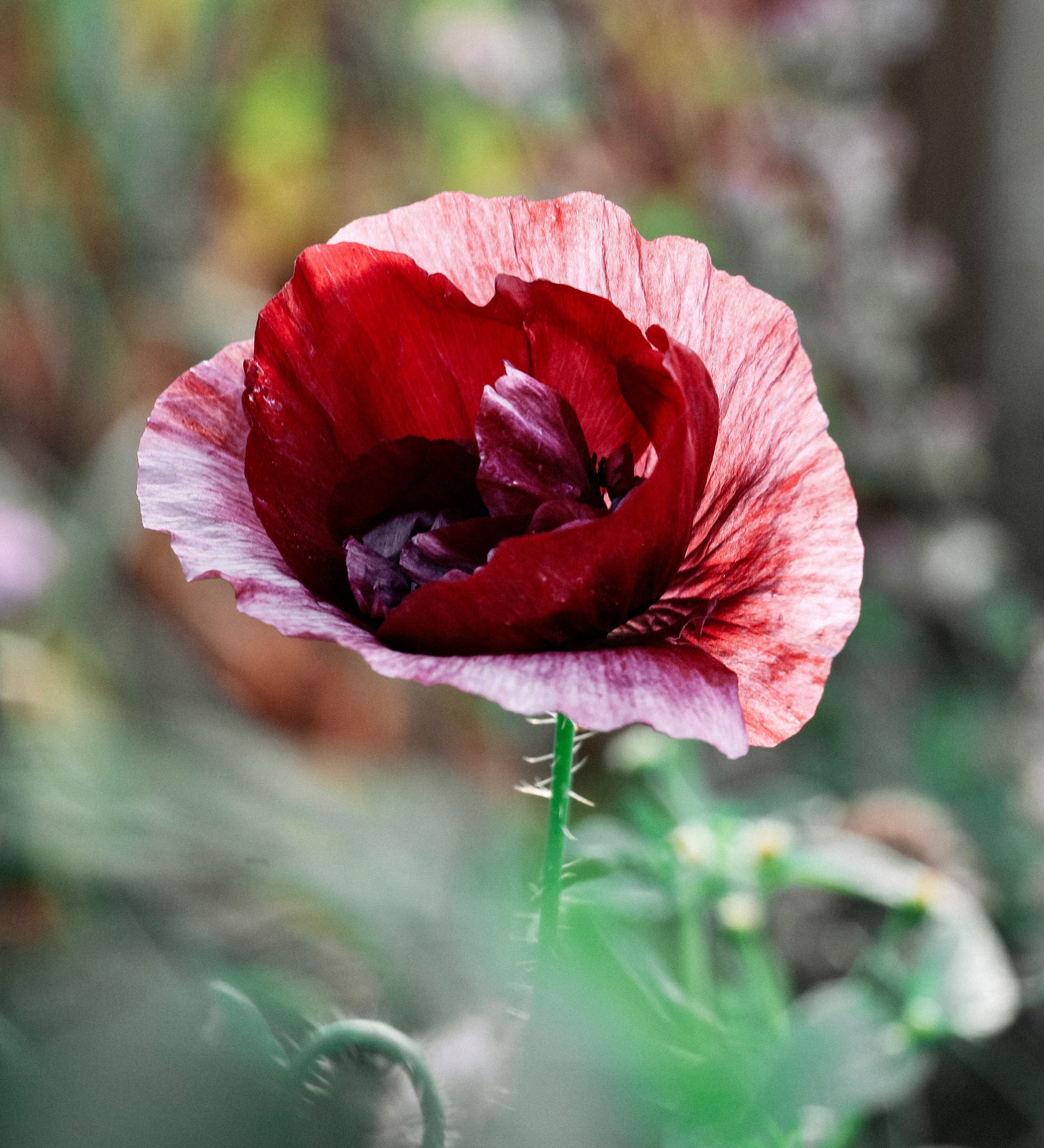 Papaver rhoeas 'pandora'-Angelo