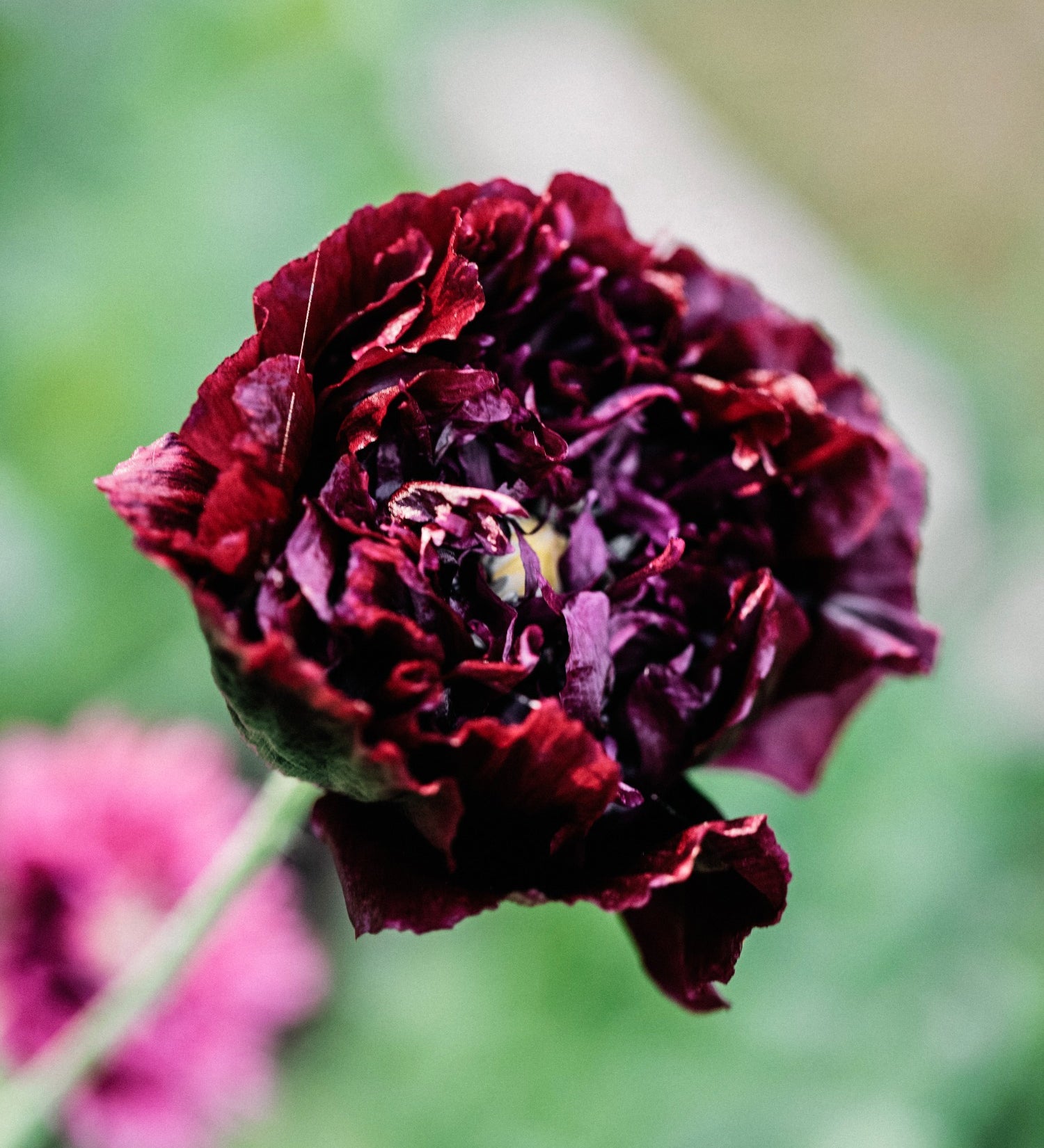 Papaver somniferum 'Black Peony'-Angelo