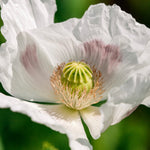 Papaver somniferum 'bread seed poppy'-Angelo