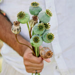 Papaver somniferum 'bread seed poppy'-Angelo