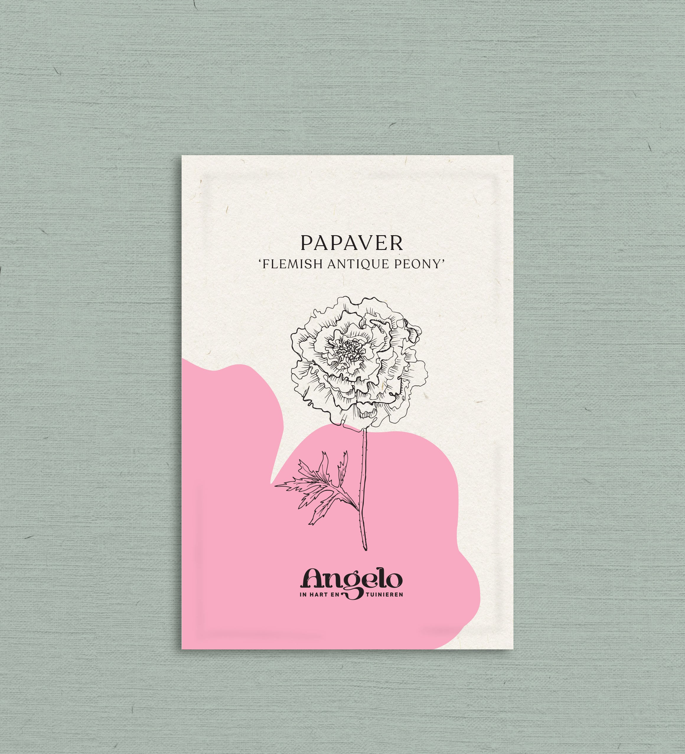 Papaver somniferum 'flemish antique peony'-Angelo