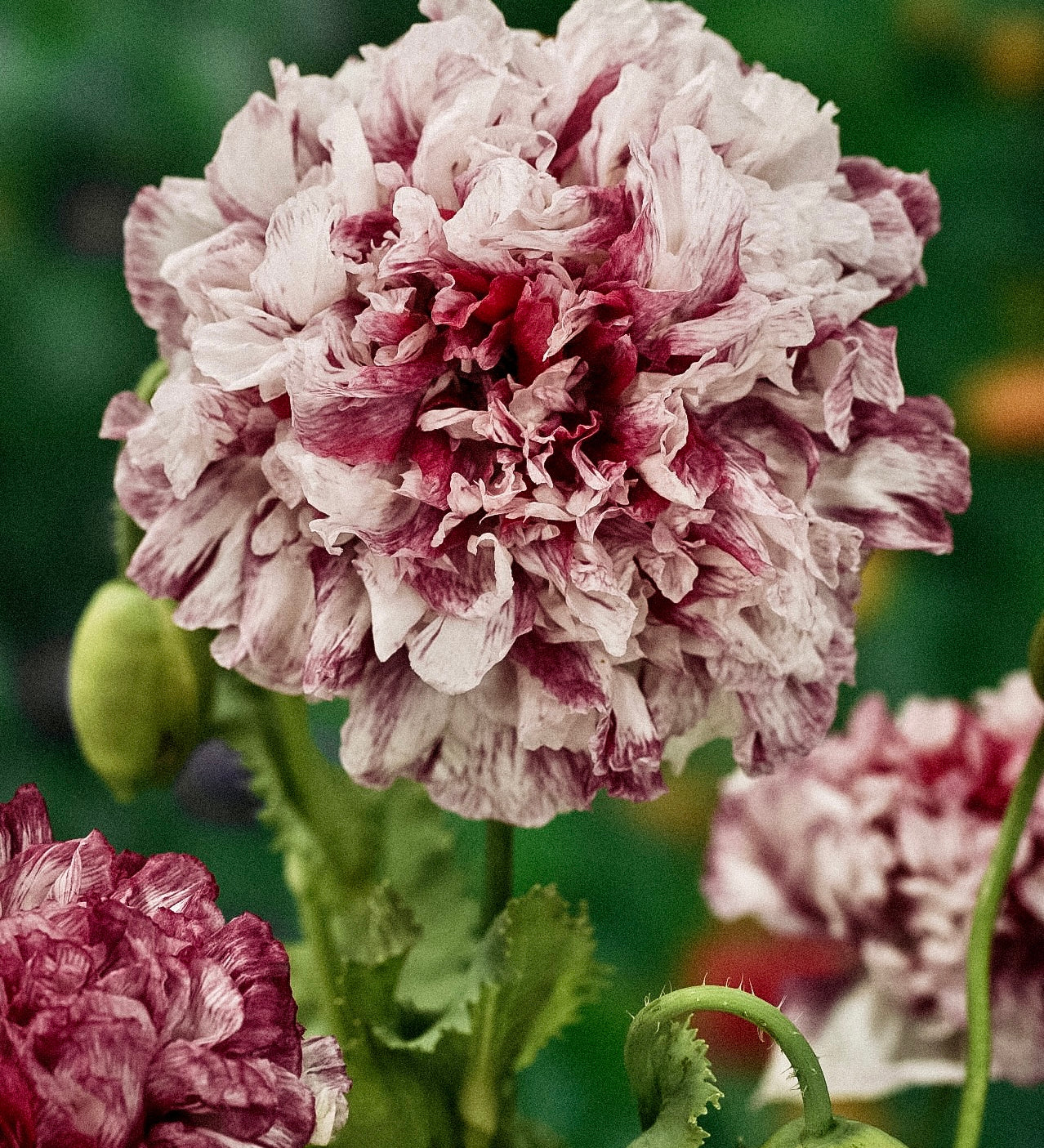 Papaver somniferum 'flemish antique peony'-Angelo