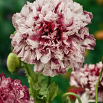 Papaver somniferum 'flemish antique peony'-Angelo