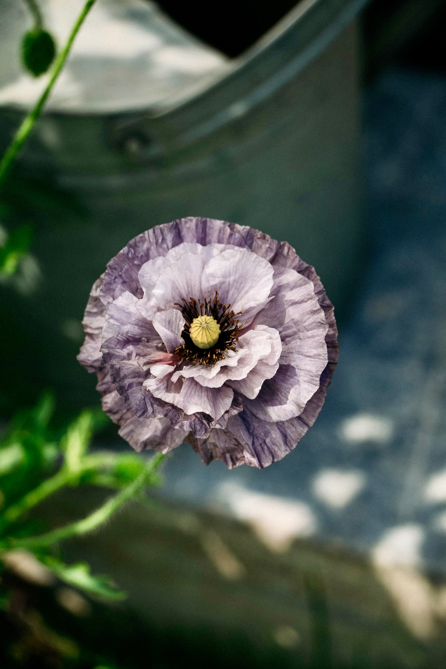 Papaver rhoeas &