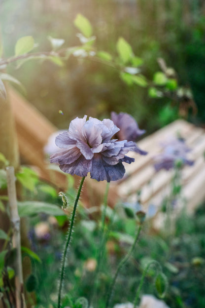 Papaver rhoeas &