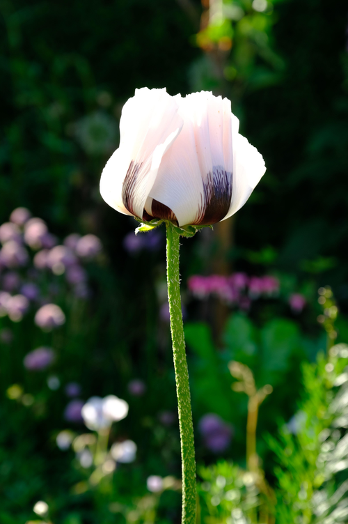 Papaver orientale 'Royal Wedding'