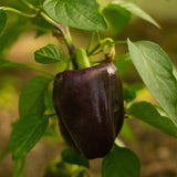 Paprika 'Chocobell'-Angelo