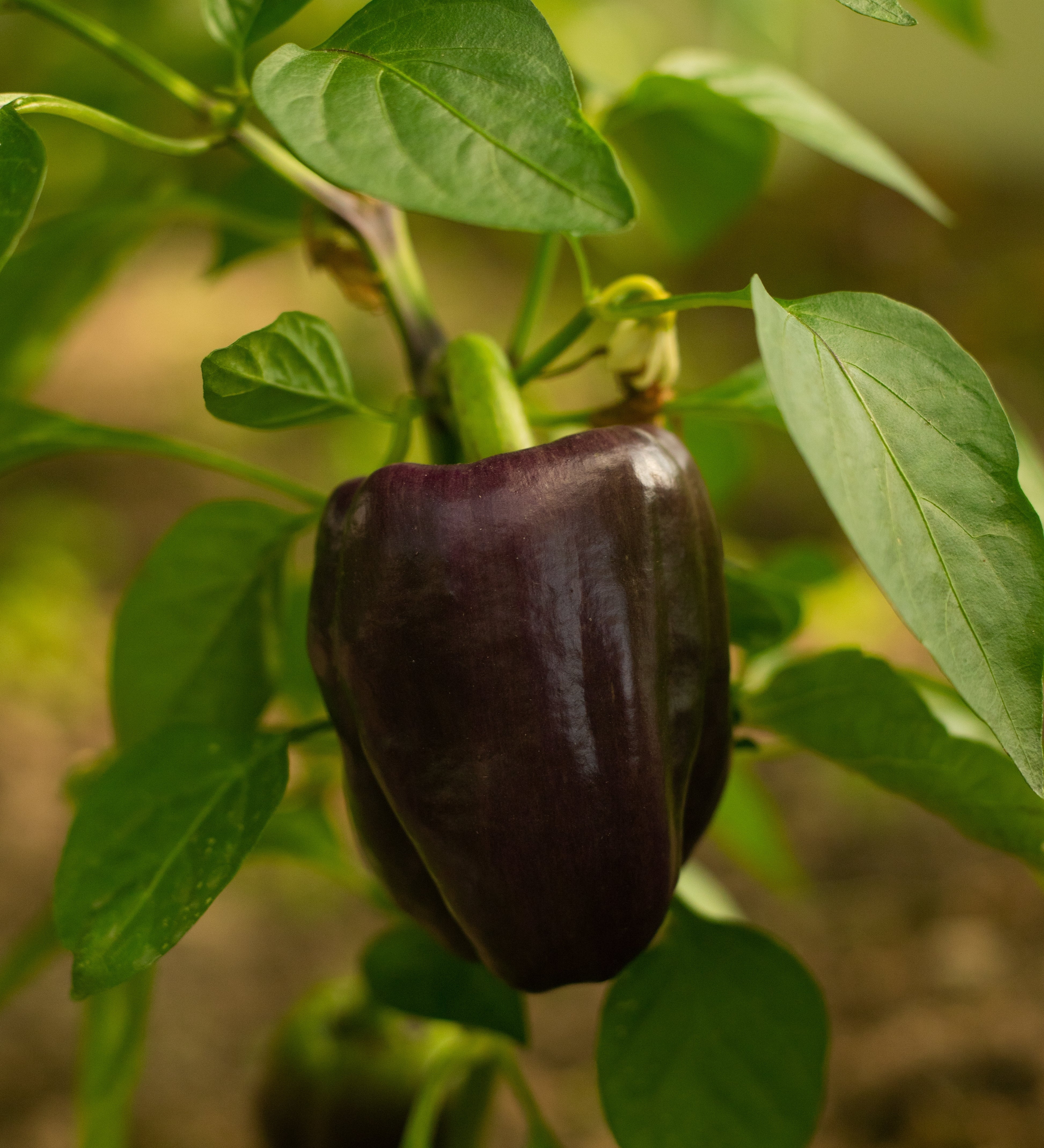 Paprika 'Chocobell'-Angelo