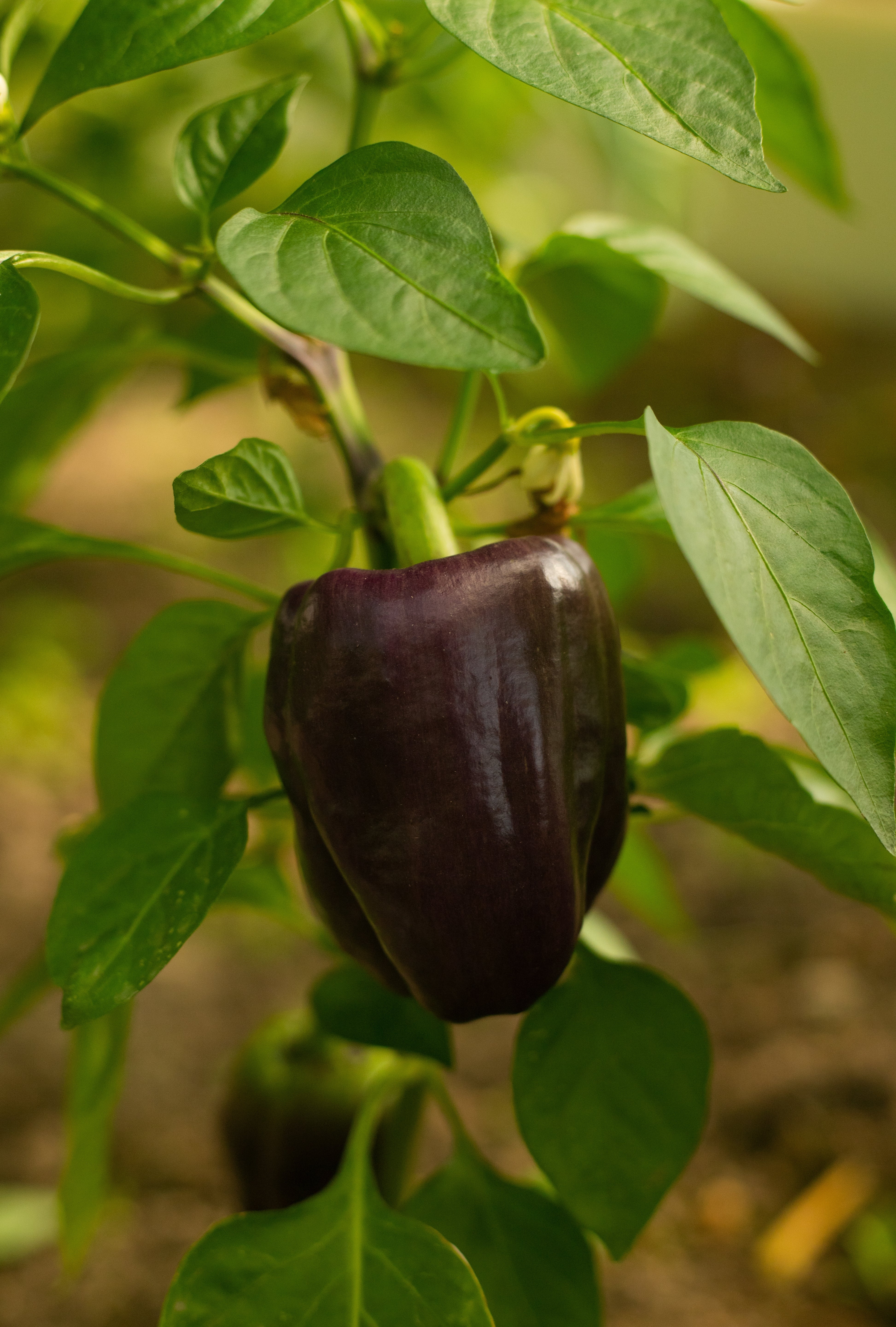 Paprika 'Chocobell'-Angelo