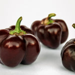 Paprika 'Mini Bell Chocolate'-Angelo