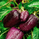Paprika 'Oda'-Angelo