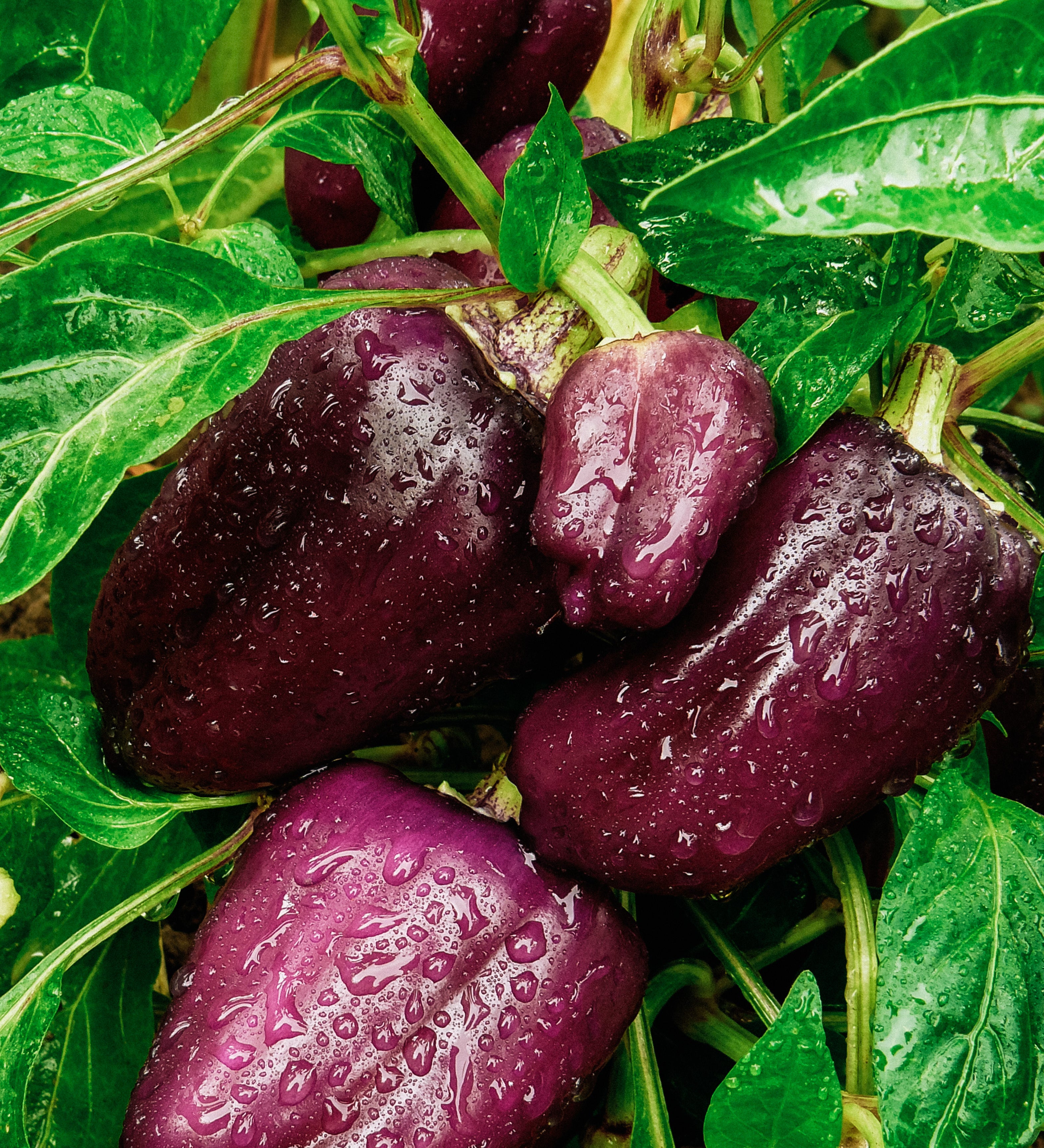 Paprika 'Oda'-Angelo