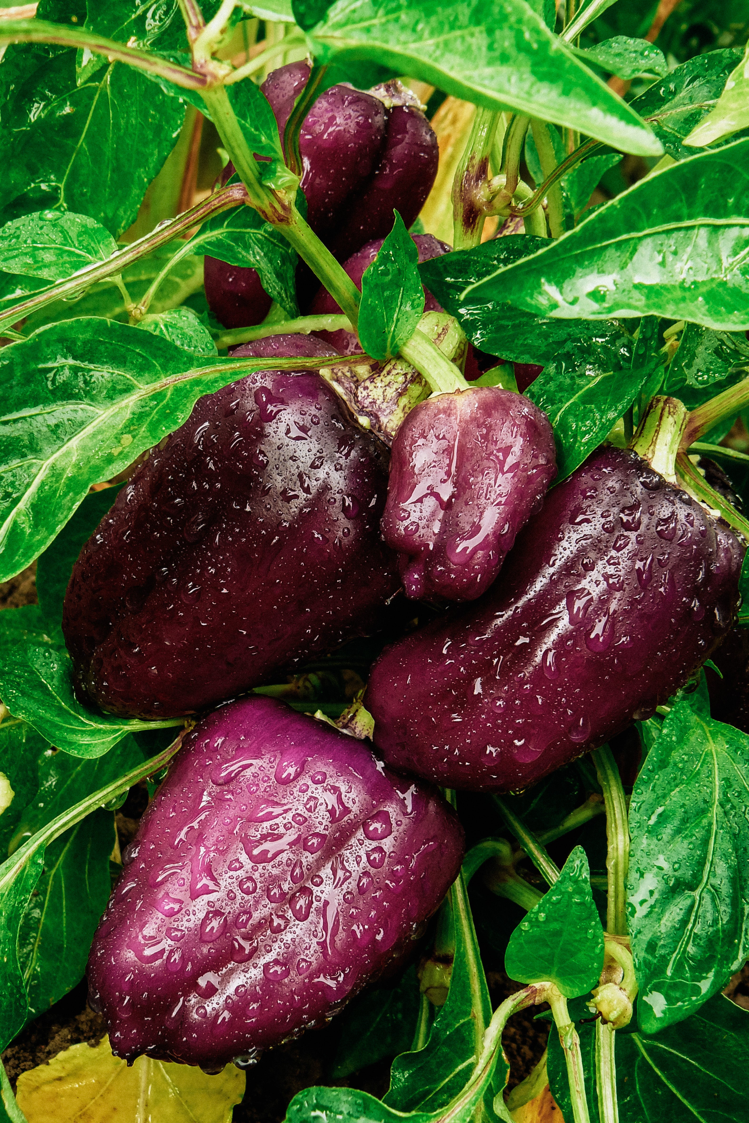 Paprika &