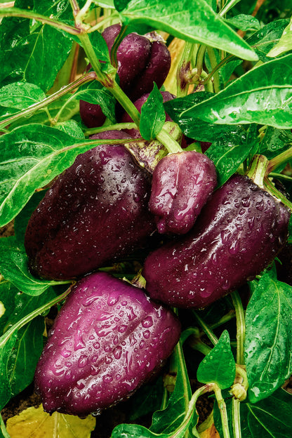 Paprika &