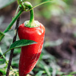 Paprika 'Pantos'-Angelo
