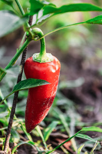 Paprika 'Pantos'-Angelo