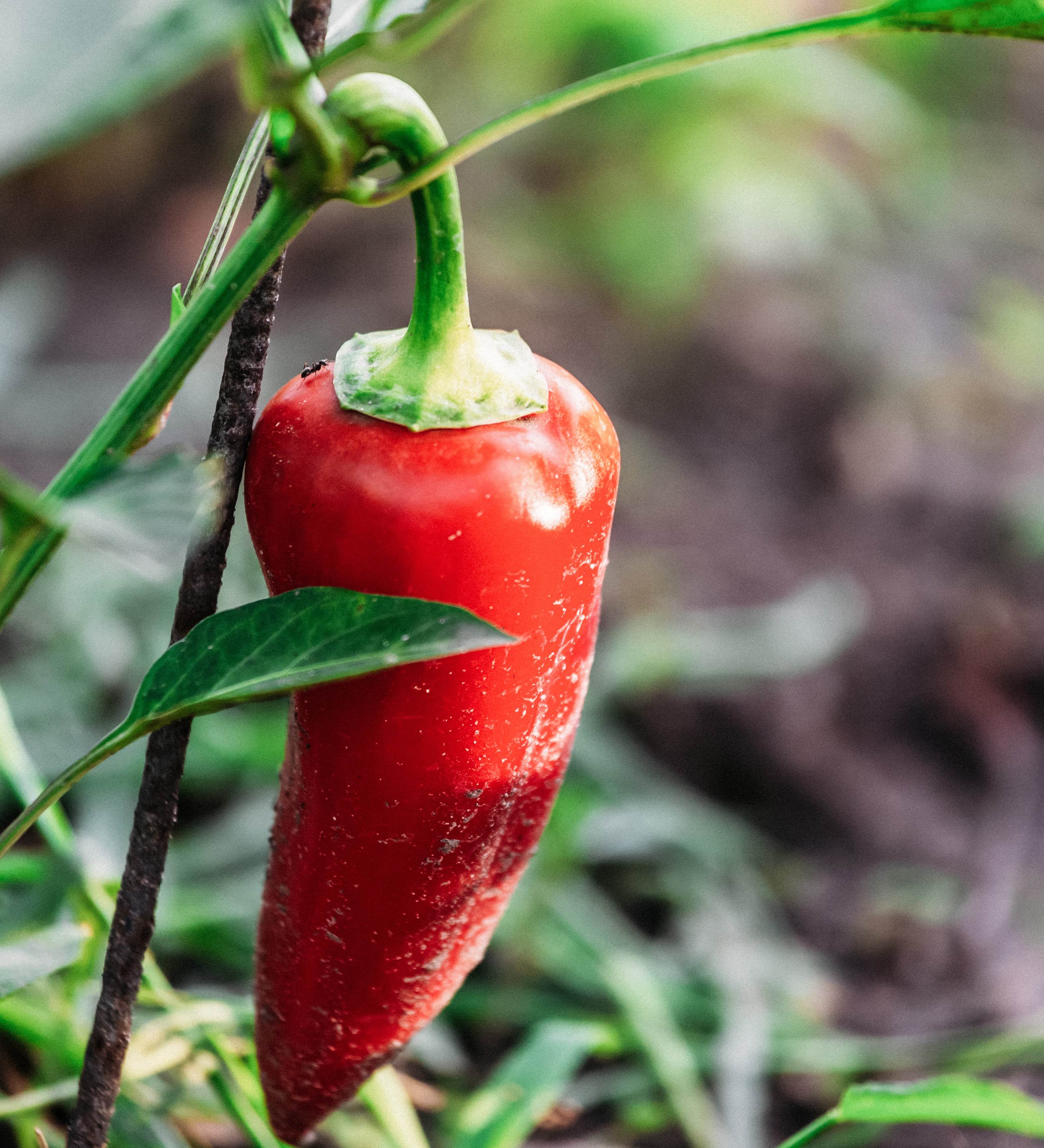 Paprika 'Pantos'-Angelo