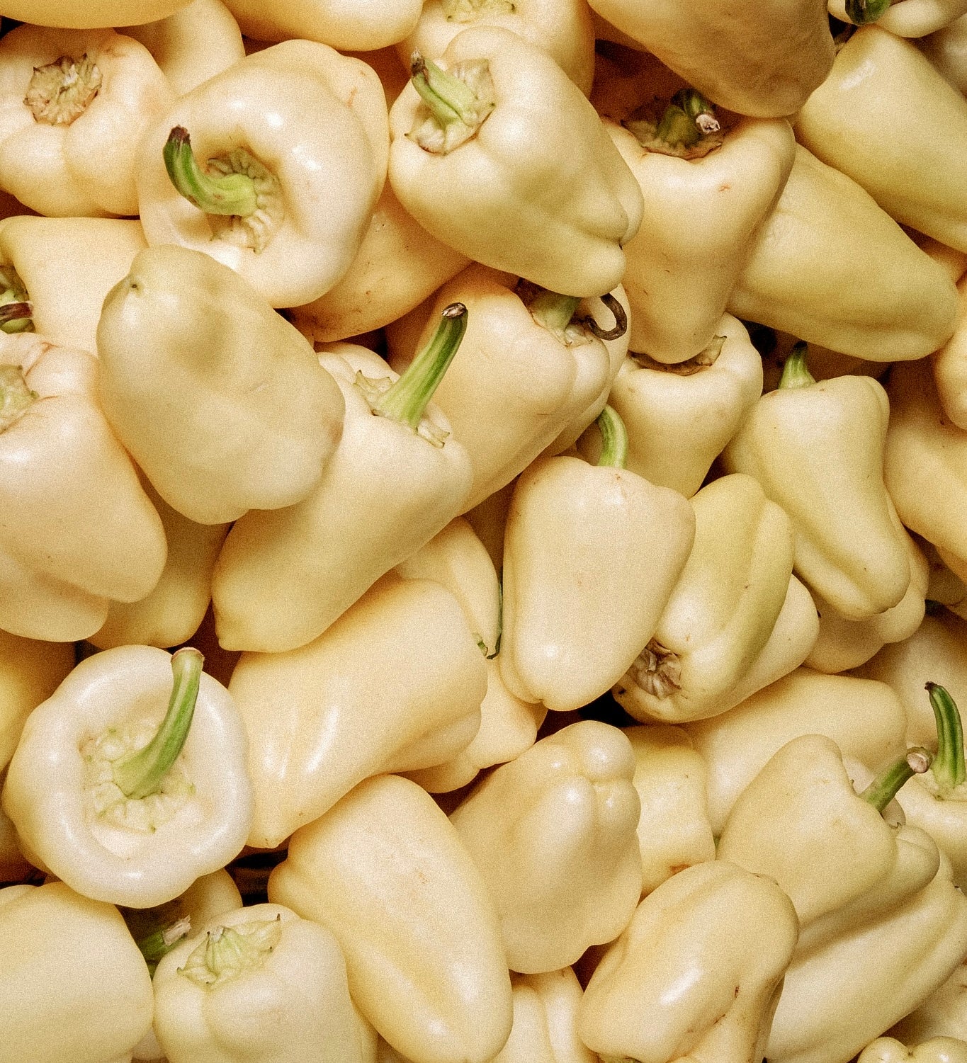 Paprika 'White Bell'-Angelo