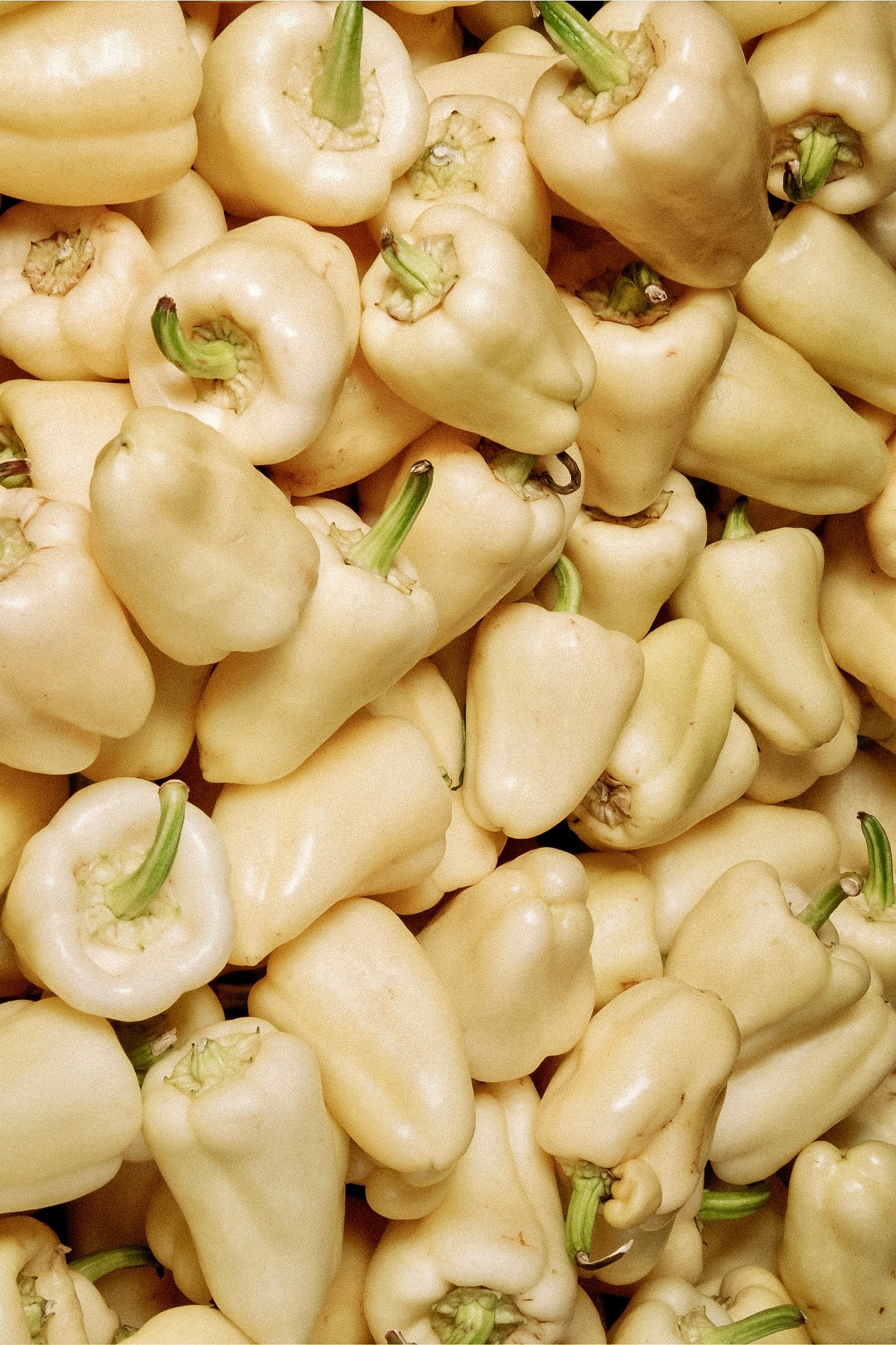 Paprika 'White Bell'-Angelo