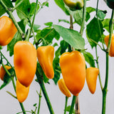 Paprika 'Petit Marseillais'-Angelo