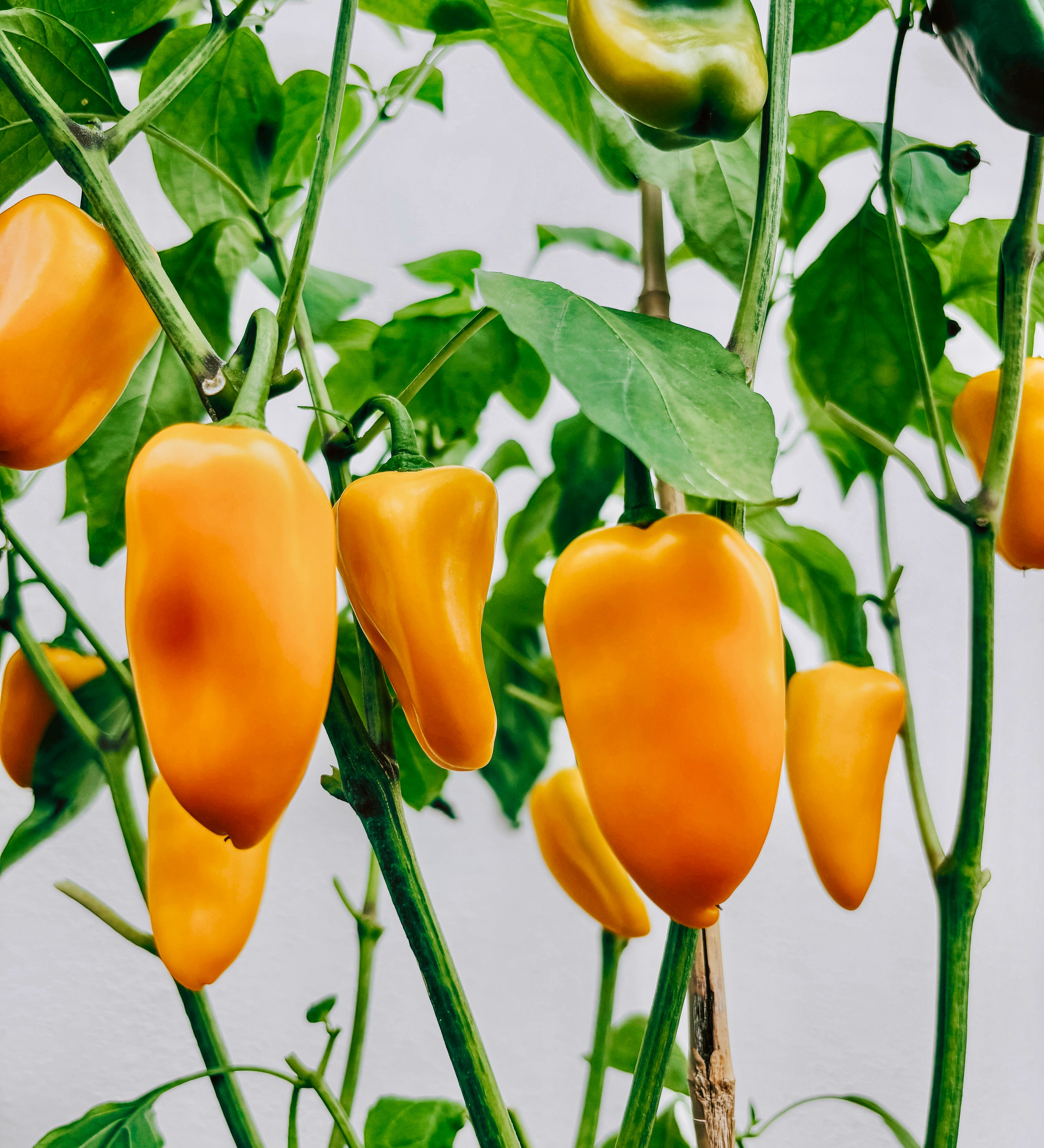 Paprika 'Petit Marseillais'-Angelo