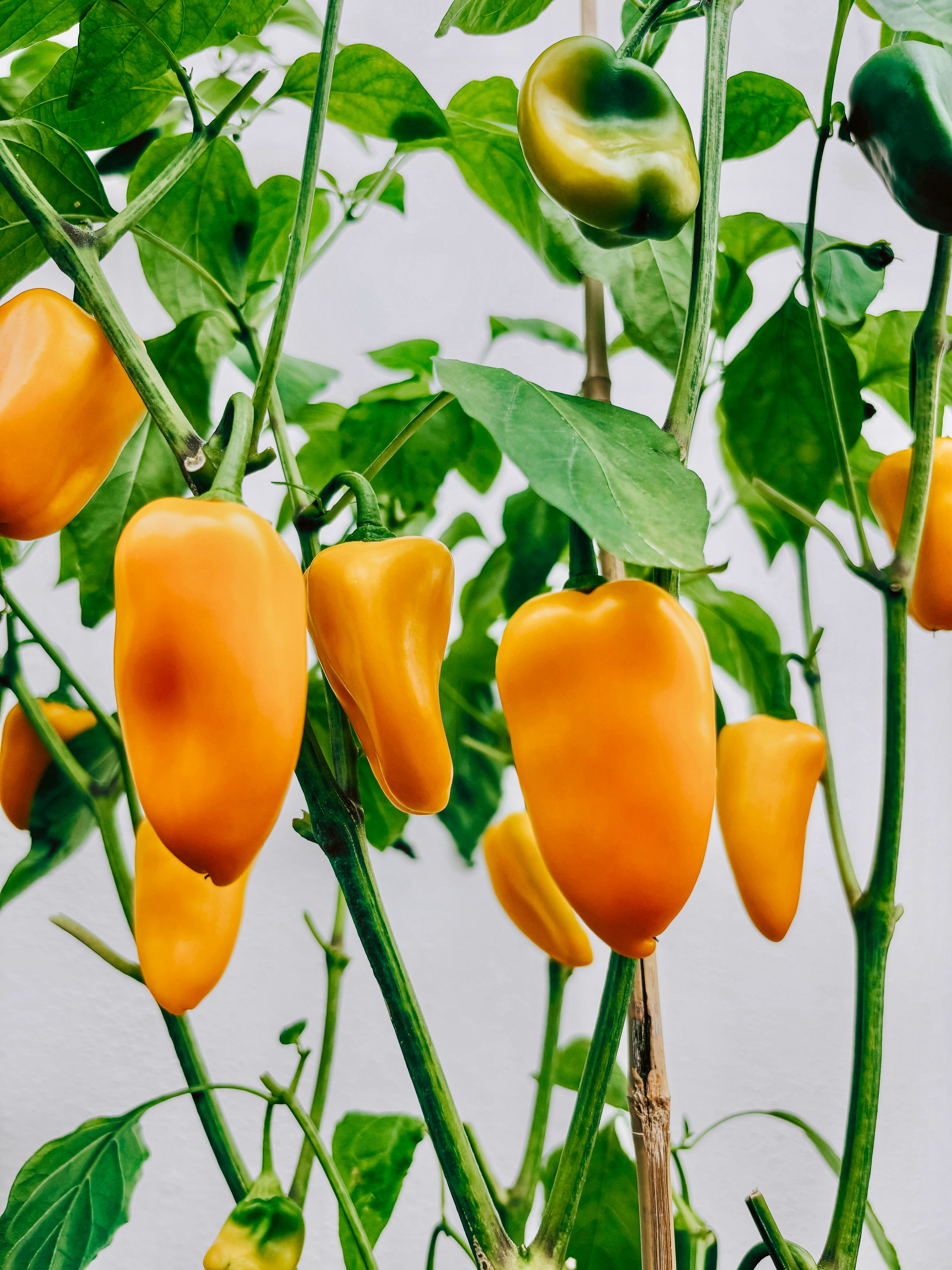 Paprika 'Petit Marseillais'-Angelo
