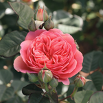 Struikroos 'Park Abbey Rose'