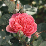 Struikroos 'Park Abbey Rose'