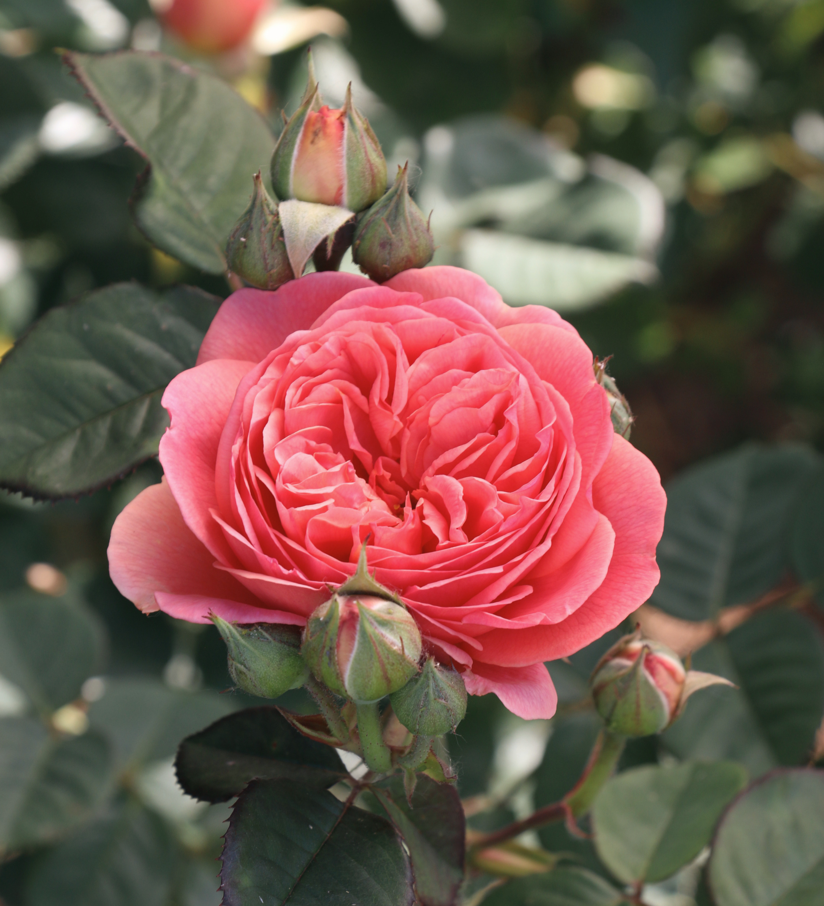 Ontdek onze rozen