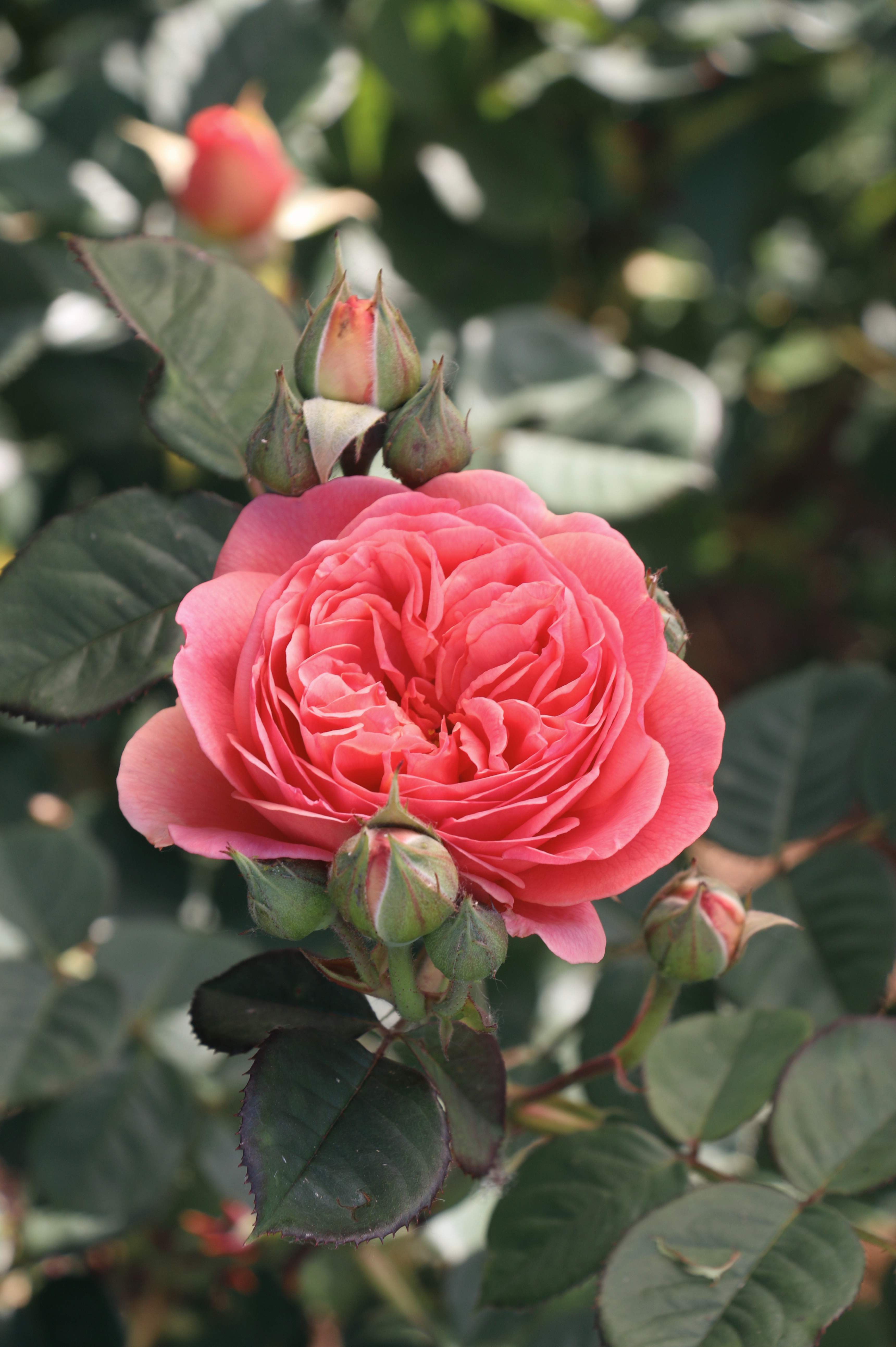 Struikroos 'Park Abbey Rose'