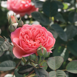 Struikroos 'Park Abbey Rose'