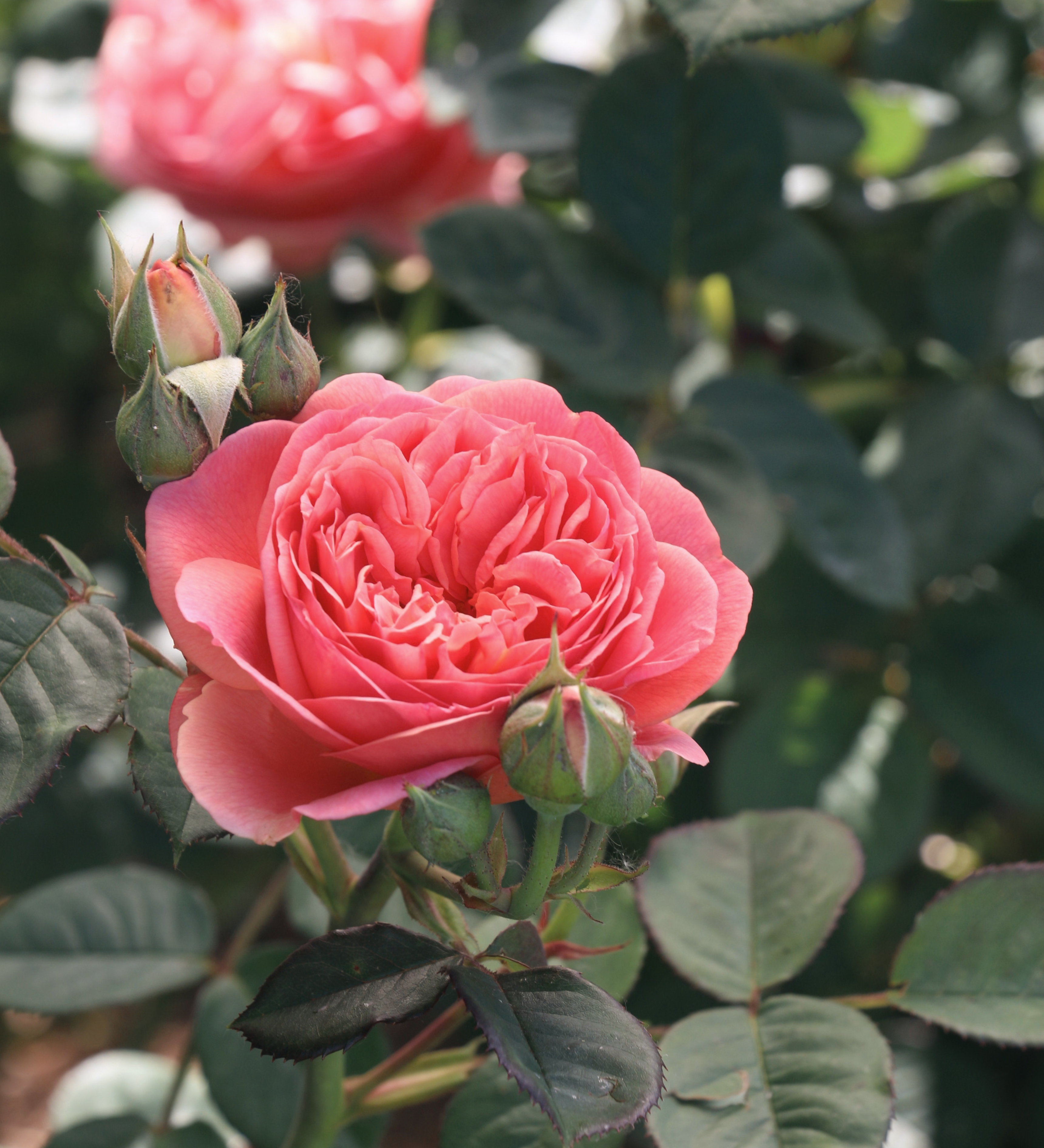 Ontdek onze rozen