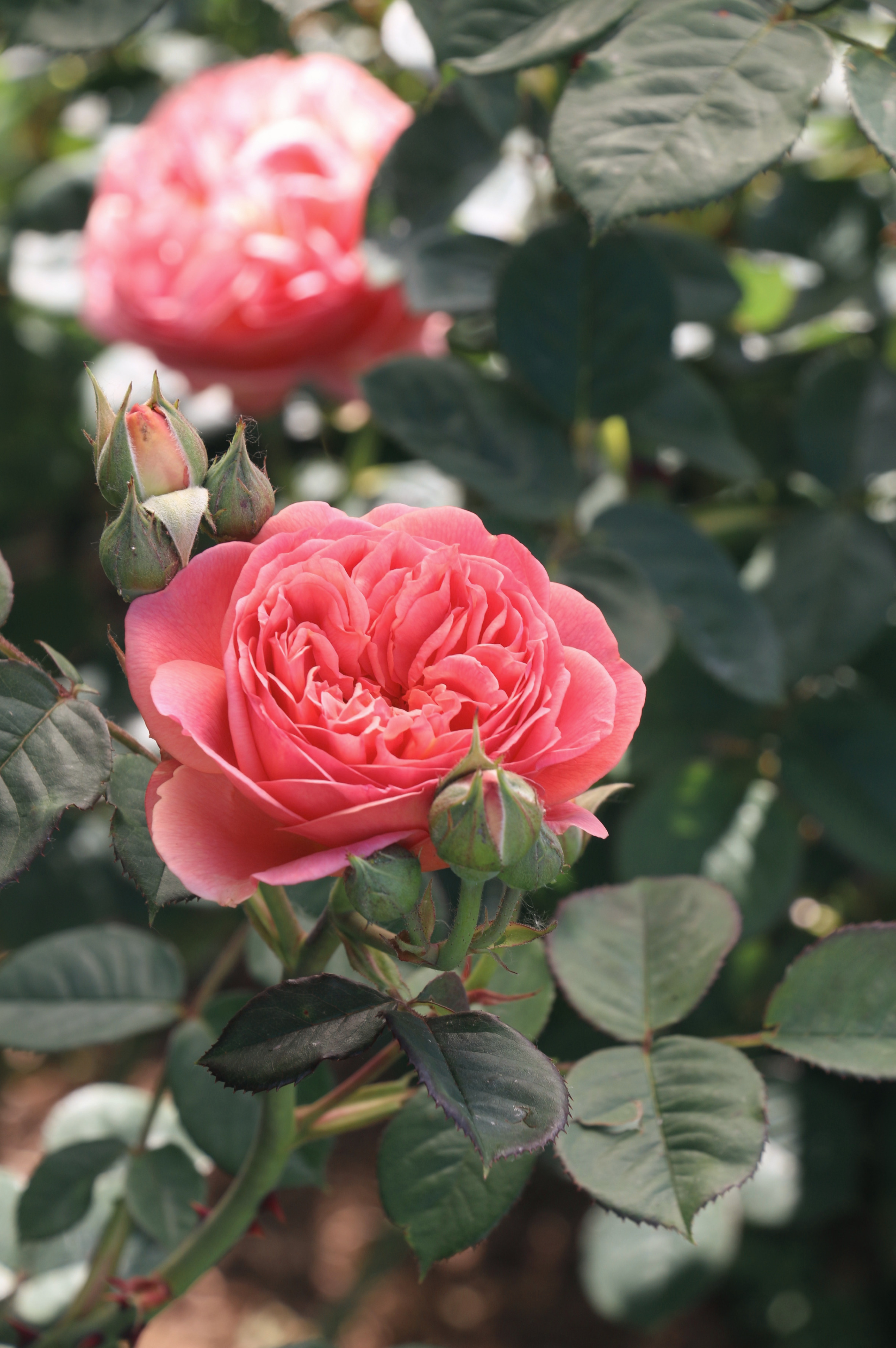 Struikroos 'Park Abbey Rose'