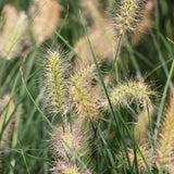 Pennisetum alopecuroides 'Goldstrich'