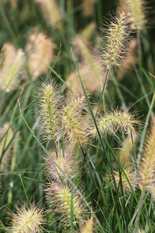 Pennisetum alopecuroides 'Goldstrich'