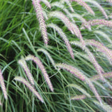 Pennisetum orientale 'Fairy Tales'