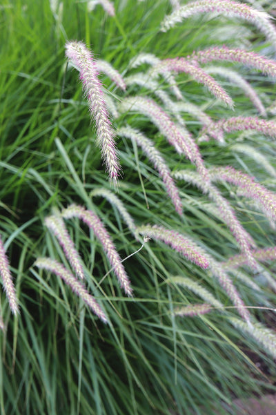 Pennisetum orientale 'Fairy Tales'