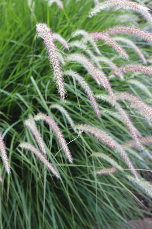 Pennisetum orientale 'Fairy Tales'