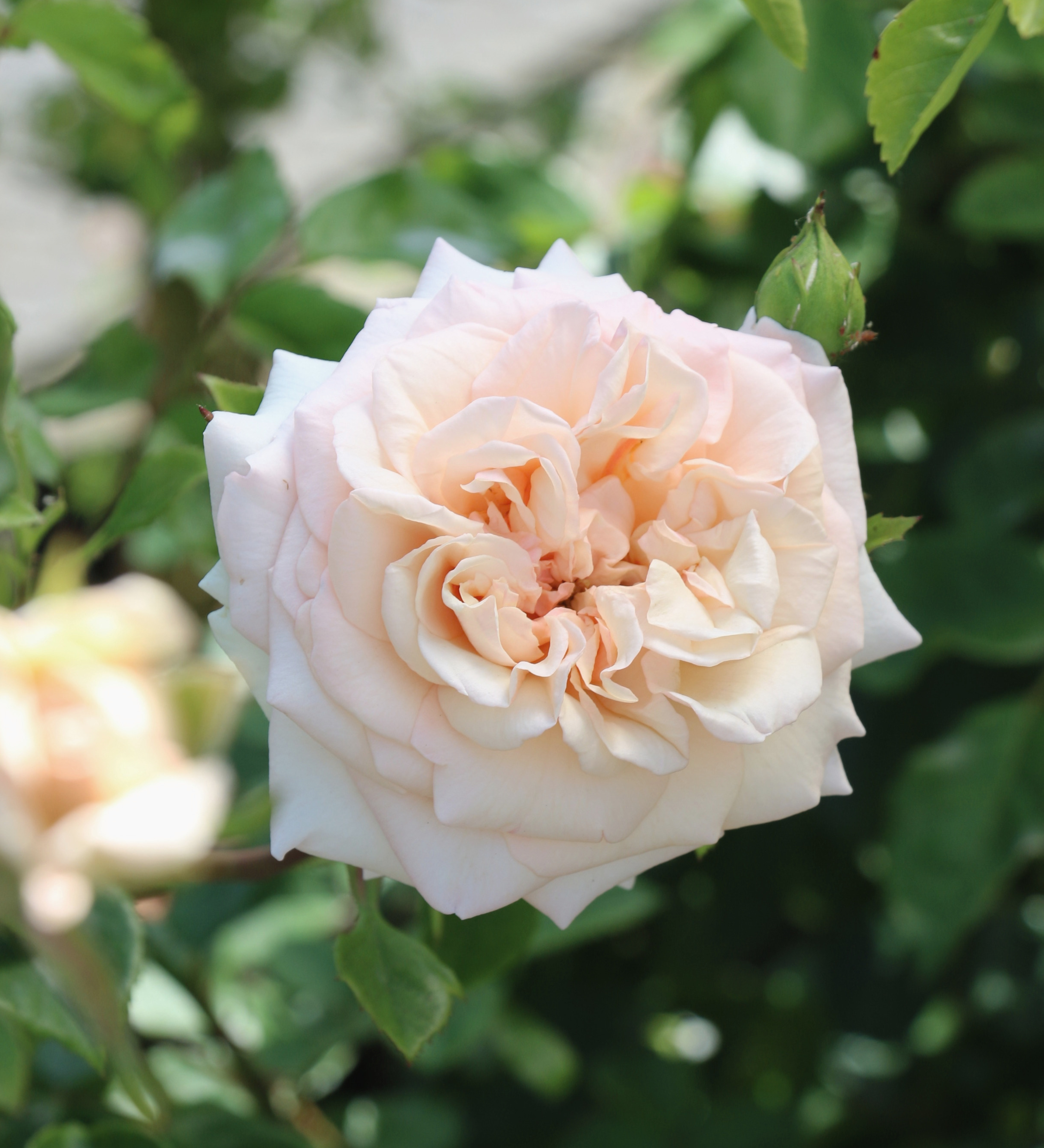 Ontdek onze rozen